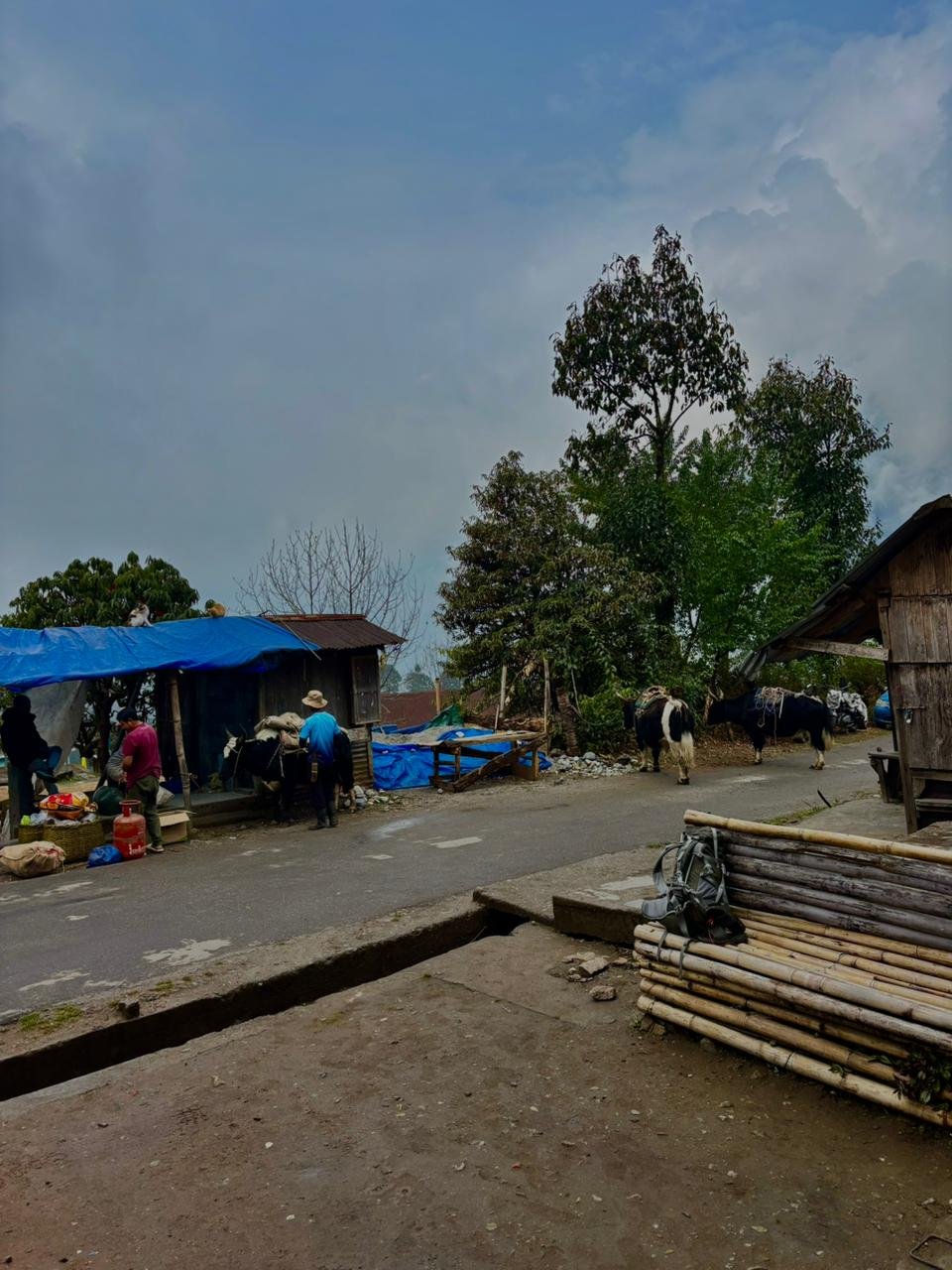 Sikkim Himalayan forest green valley